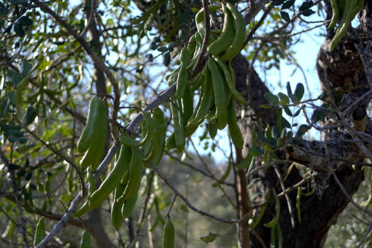 Quinta Do Cerro Sao Vicente Βίλα Αλμπουφέιρα Εξωτερικό φωτογραφία